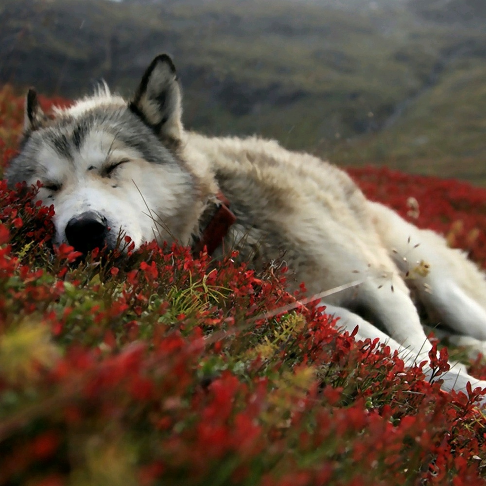 Meet your Posher, Brandy